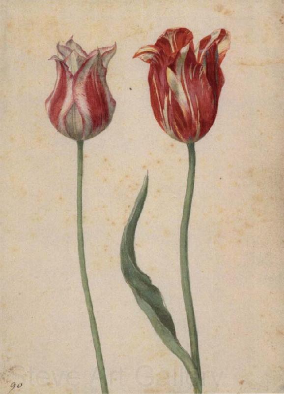 Georg Flegel Two Tulips Spain oil painting art